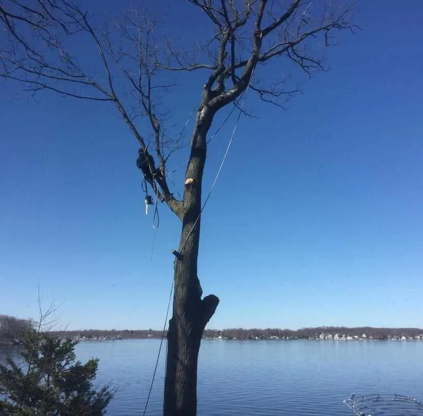 A climber high in a leafless tree above an Indiana lake on a clear winter day