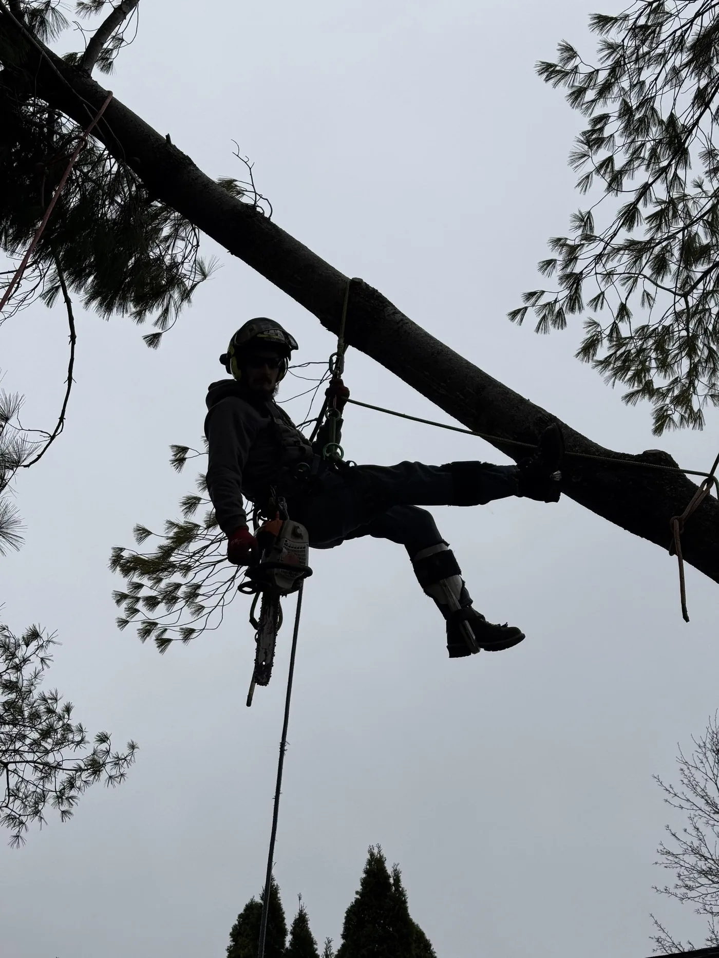 A climber silhouetted in a tall pine tree against a grey overcast sky