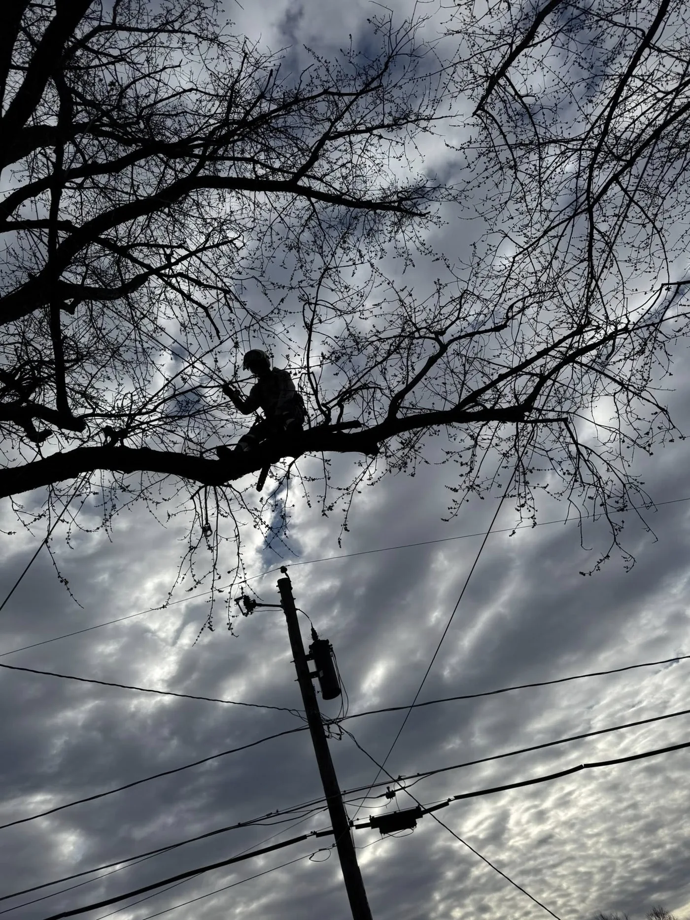 A climber silhouetted in a tall tree against a stormy late-afternoon sky over power lines