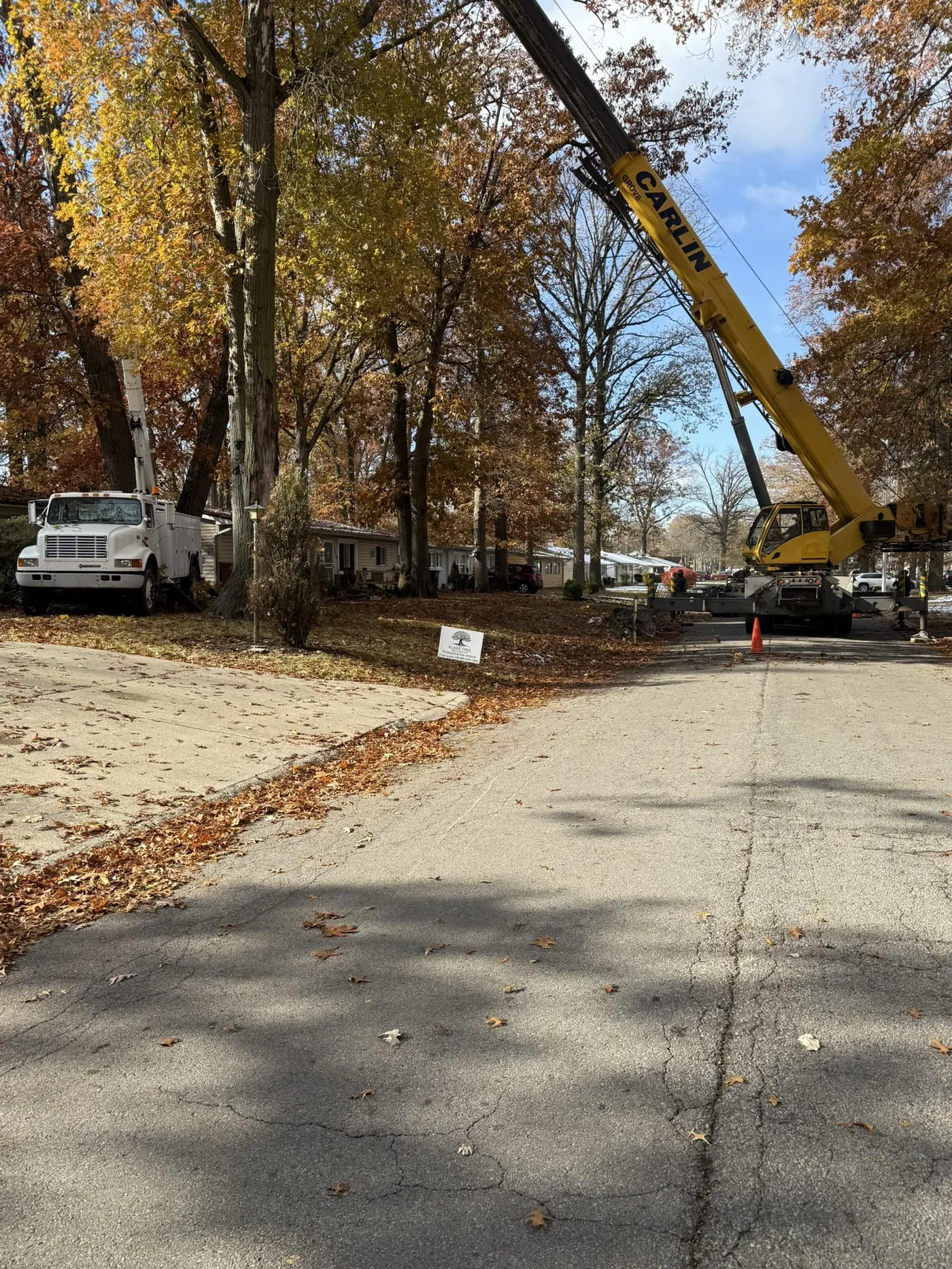 A yellow crane reaching into a stand of autumn trees during a tree removal job