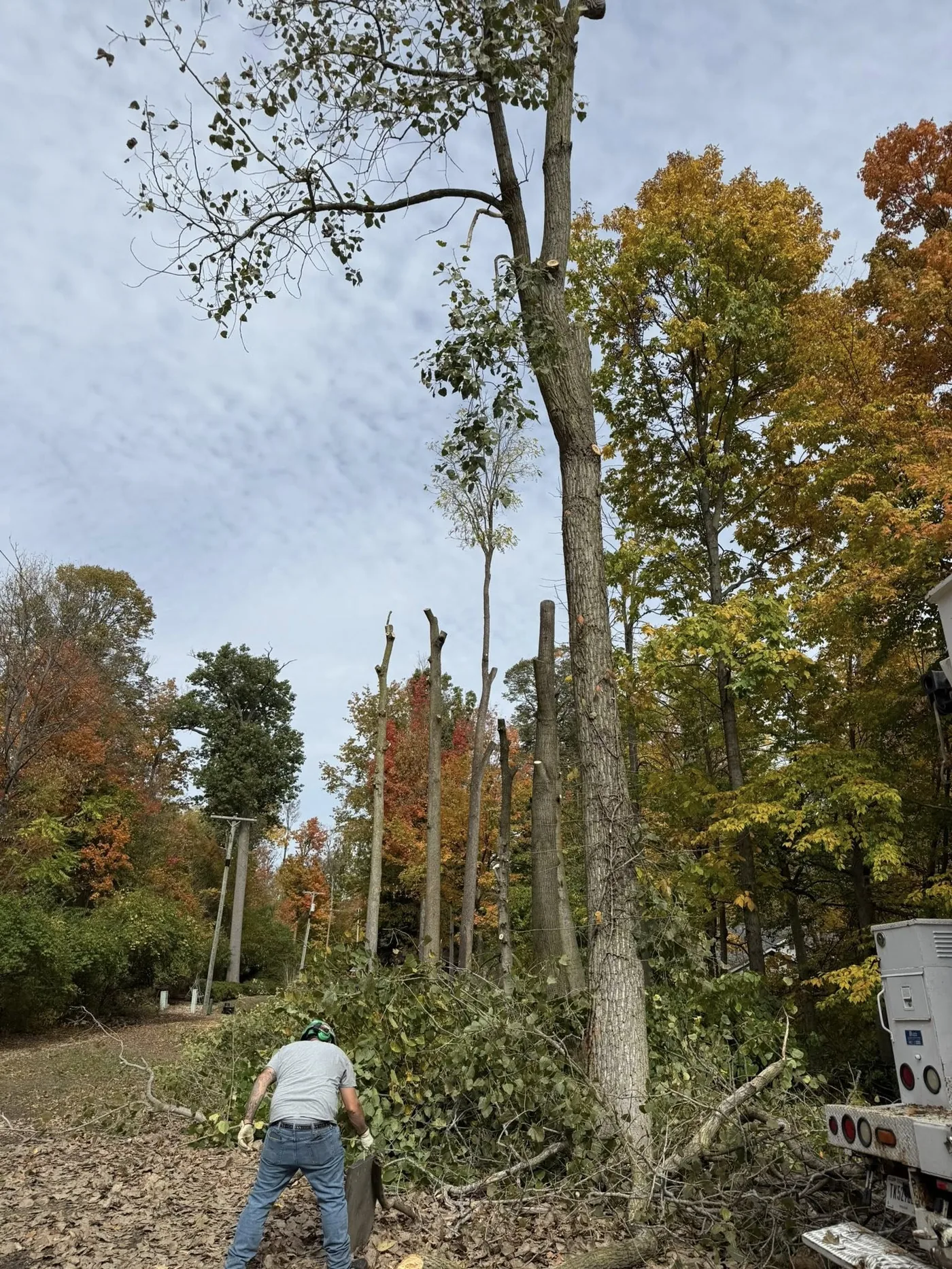A cleared yard area in autumn after tree felling and debris removal