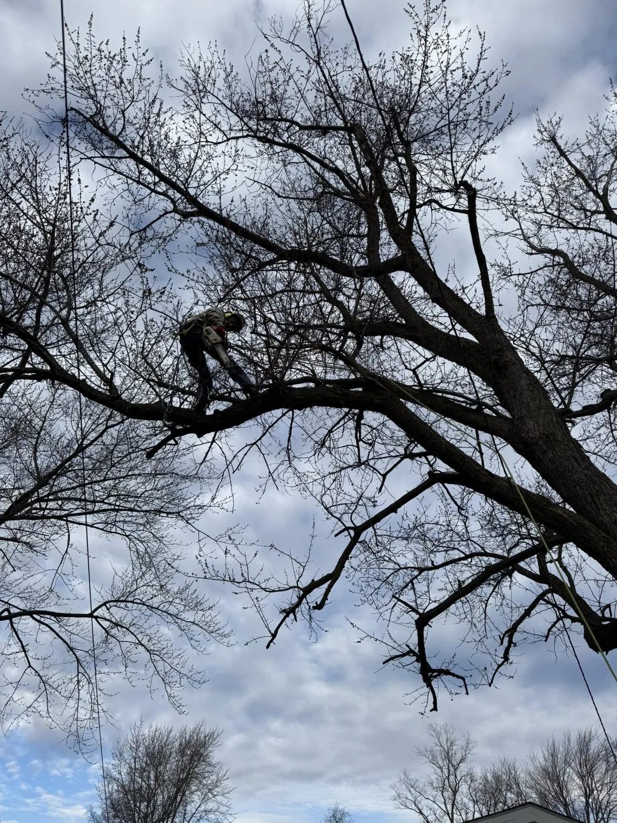 Crane and climber working together to remove a large bare tree in a residential neighborhood