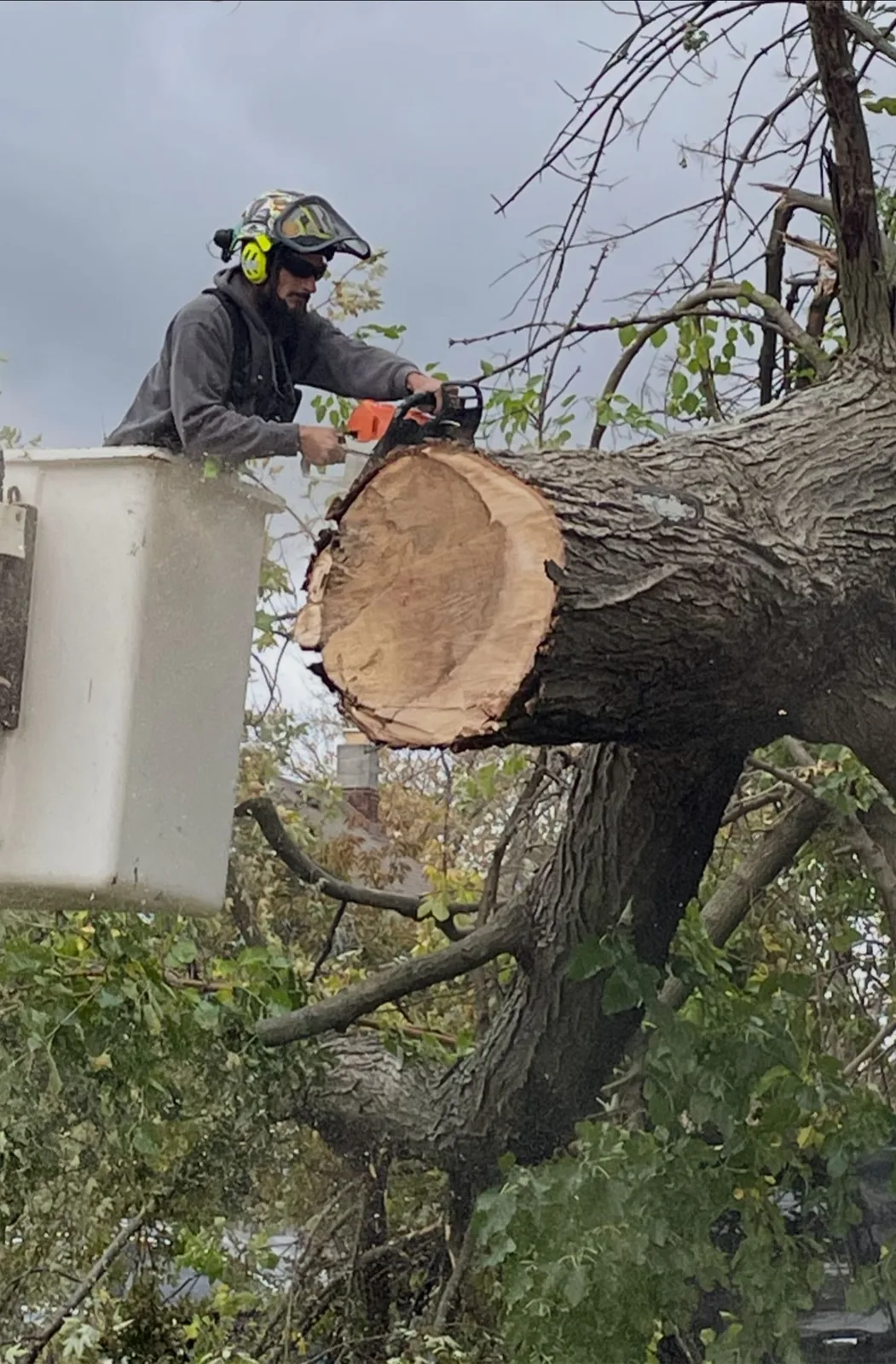 Klass climber in full gear with chainsaw sitting in a tree during a removal job